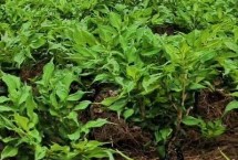 魔芋亩产多少斤，平均亩产约4000-5000斤