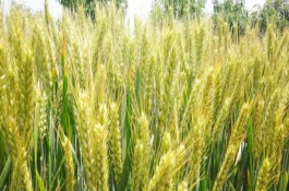 新春30号小麦栽培技术要点，播期越早越好