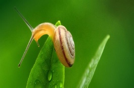 蜗牛壳破了一个洞还能活吗，如果破损达到内部组织则无法抢救