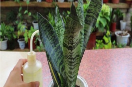 虎皮兰花期可以浇水吗，可能是光照过强、水分过多、缺少营养等原因所导致