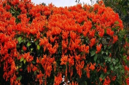 炮仗花不开花怎么办，放在光线明亮的地方养护