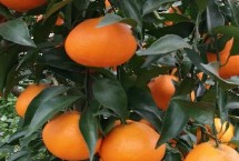 柑橘冬季管理方法，常见的有不知火、春见、大雅柑、明日见等