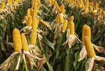 柏单904玉米栽培技术要点，柏单904玉米种简介