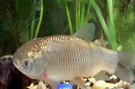 草鱼是不是淡水鱼，属于典型的淡水鱼类