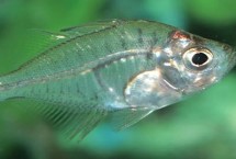 玻璃拉拉鱼一天喂几次，喜欢吃水蚤、红虫、蚯蚓等活饵