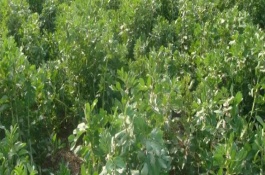 蚕豆的种植方法，炎热夏季需增加浇水频率