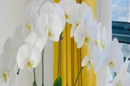 蝴蝶兰什么颜色名贵，代表纯洁的爱、珍贵友情