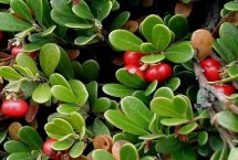 越桔的生长环境，定植两年内要抹除全部花芽