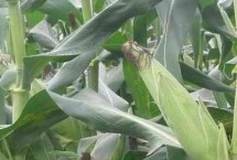 国瑞306玉米栽培技术要点，后期注意防治叶斑病和丝黑穗病