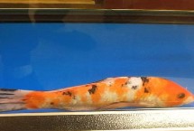 新买的鱼沉底不动的原因，环境发生改变会导致