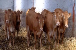 一头母牛一天大概喂多少饲料，常见的有象草、玉米叶、花椰菜等