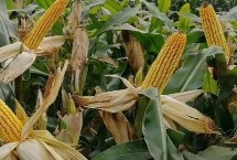 ZL217玉米栽培技术要点，密度4200株/亩左右