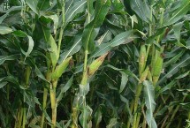 登海682玉米栽培技术要点，生育期105天左右