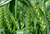 荃兴168小麦栽培技术要点，为中筋品种