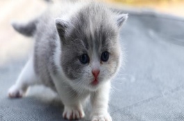 猫咪多次抽搐、口吐白沫该怎么办，先检查原因再对症下药