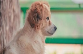 狗狗喜欢咬主人的手脚是怎么回事，常表现为食欲下降、精神不振等