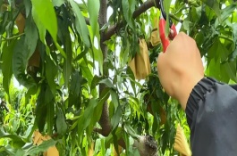 油桃树什么时候嫁接，生长发育的前期以造型修剪为主