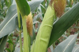 J8525玉米栽培技术要点，播种浇水