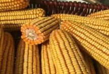 鲲科1号玉米栽培技术要点，每亩种植密度5500株左右