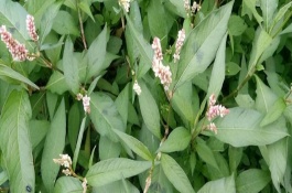 辣蓼的生理特性，株高、叶片、花朵均不同