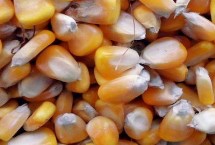 新旧玉米种子应该怎么进行鉴别，由胚根、胚芽、胚轴、子叶组成