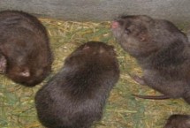 竹鼠养殖周期，喜在安静、阴暗、清洁的环境