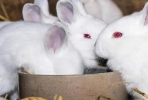 养殖兔子中暑如何解决，饲喂青绿饲料要提前晾干