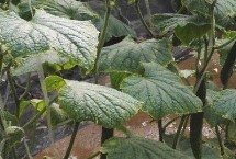 氮肥过量对黄瓜的危害，会出现叶片成暗绿色、植株叶片发黄等