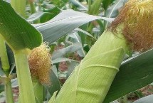 苏单35玉米栽培技术要点，方可进行播种