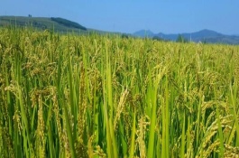 禾粤丝苗水稻栽培技术要点，感温型常规稻品种