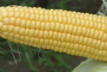 东单17601玉米栽培技术要点，中抗大斑病