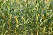 圣瑞818玉米栽培技术要点，播种期4月下旬至6月中旬