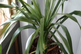 翠兰的浇水间隔，春季和秋季每隔3天浇一次