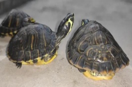 黄耳龟可以认识主人吗，一般为25-35年