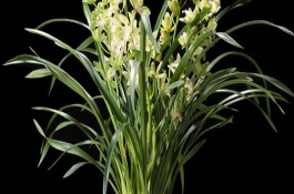 兰花喜阴还是喜阳，生长期可每隔2-3个星期施肥一次