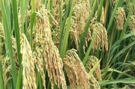 广泰优粤农丝苗水稻栽培技术要点，每亩有效穗数20.8万穗