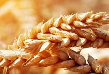温麦169小麦栽培技术要点，适宜播种期10月上中旬