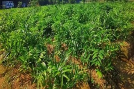 哪里产出的黄精最好，根茎呈圆柱状、花朵与雨伞相似