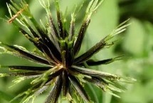 鬼针草靠什么传播种子，广泛分布在亚热带地区