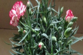 怎么防治康乃馨烂花头，控制浇水量、让土壤保持透气有助于根系生长