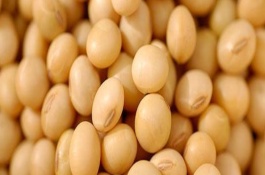 宏豆一号大豆栽培技术要点，注意防治大豆蚜虫和食心虫