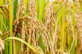 旌优999水稻栽培技术要点，每亩有效穗数16.8万穗