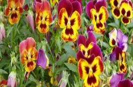 蝴蝶花几点开放，具有请思念我、沉默的爱等寓意