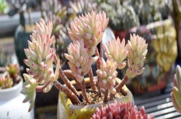 多肉植物的种植条件，大多数多肉都是无毒的