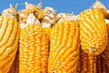 大天4377玉米栽培技术要点，中抗大斑病