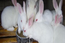 仔兔黄尿病的防治措施，首先要做好保温措施