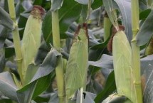 松玉602玉米栽培技术要点，中抗穗腐病