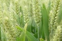 龙麦77小麦栽培技术要点，全生育期93.0天