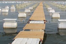 罗非鱼越冬的养殖方法，水温为24℃左右就可投放鱼种