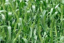 金农328小麦栽培技术要点，中抗白粉病